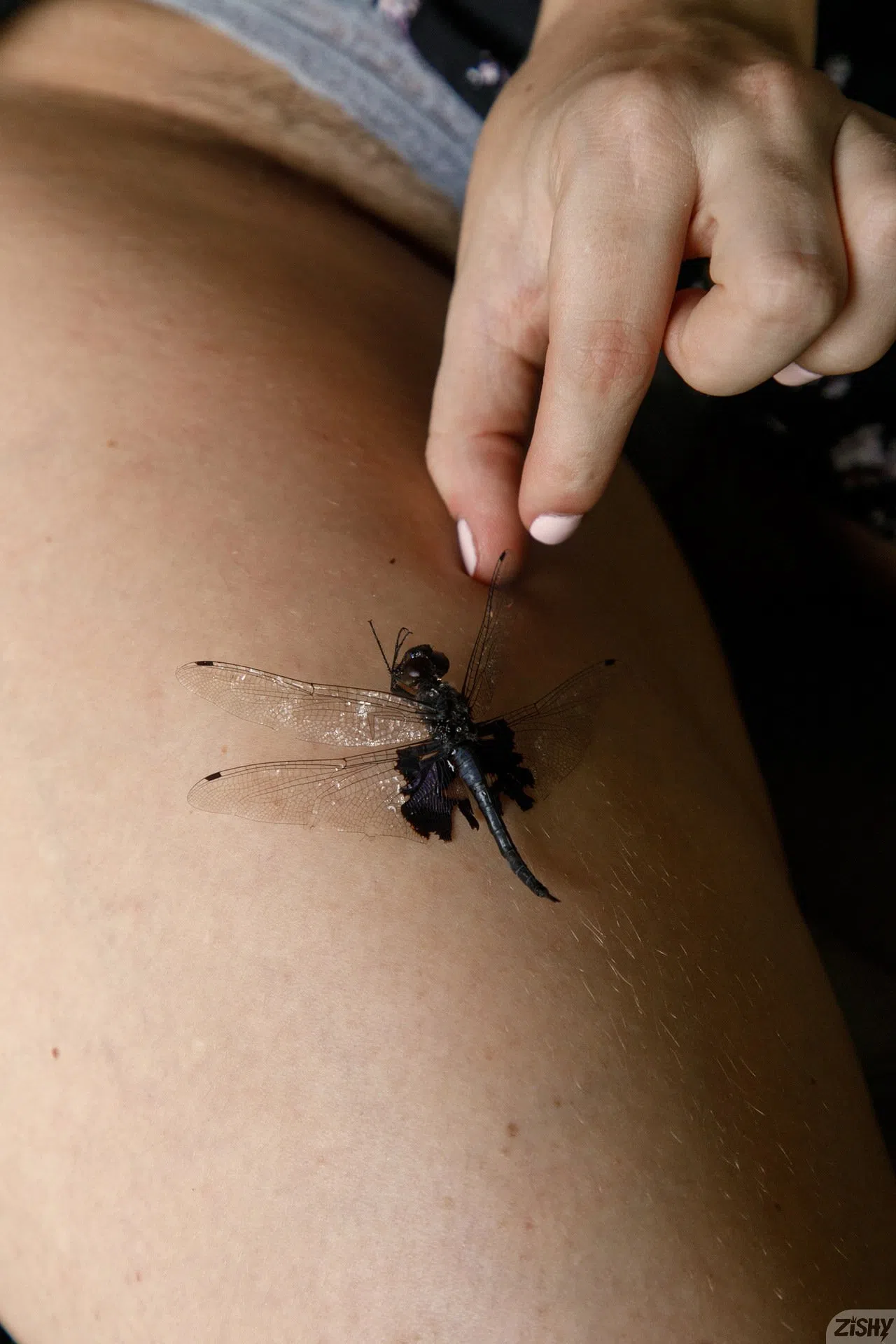 emily-right-the-emotional-dragonfly-zishy-124465 Of Page 2-7.webp
